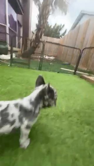 (Sold) Solid Blue Merle French Bulldog Puppy (Fluffy Carrier) in Houston, Texas