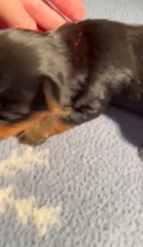 2week Yorkie Pup in Lake Stevens, Washington