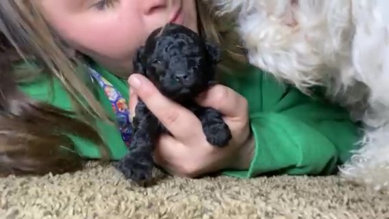 Mini Poodles in Huntington, West Virginia