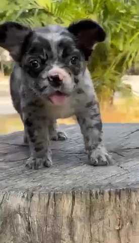 Merle Full Fluffy in Tampa, Florida