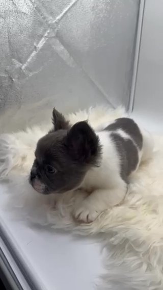 Blue Pied Female Fluffy in Charleston, South Carolina