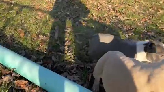 Dawn: A Calm and Quiet Pup in Saginaw, Michigan