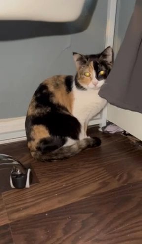 Calico Kitten in Trenton, New Jersey