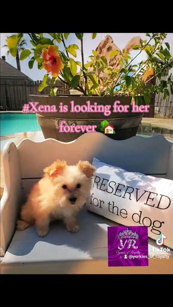 *HOMED* XENA in Pearland, Texas