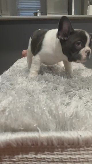 Frenchie Puppies in Portland, Oregon