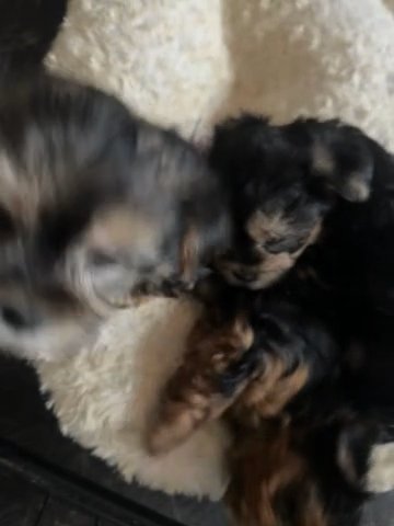 Eldridge Morkies in Lady Lake, Florida