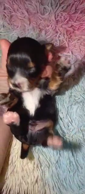 *SOLD*Traditional Male Yorkie in Sikeston, Missouri