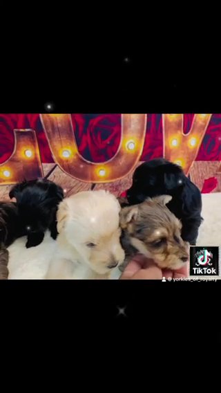 Newest litter in Pearland, Texas