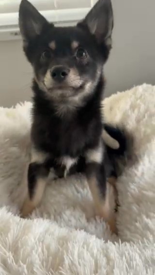 Pure Pomsky Puppy For Sale in Warwick, Rhode Island