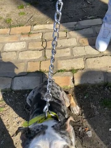 Black Merle Tri English Bulldog in Little Rock, Arkansas