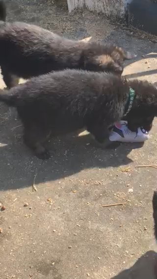 Colt - Blanket Black German Shepherd Puppy in Nashville, Tennessee