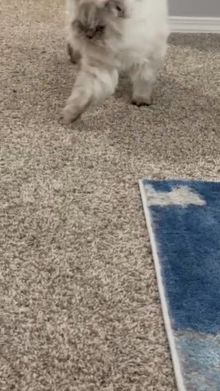 Persian Cat in Rio Rancho, New Mexico