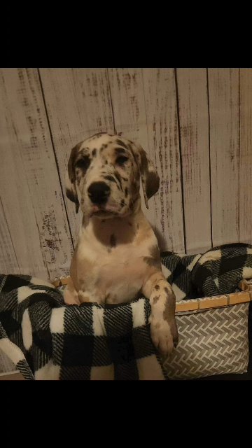 Great Dane Puppies ? in Butler, Pennsylvania