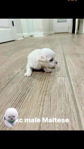 Male Maltese in Jackson, Mississippi