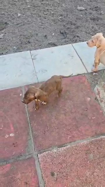 Akc great dane puppies in North Lauderdale, Florida