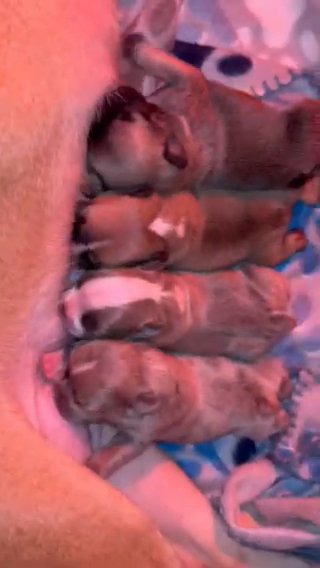 French Bulldog puppies in Easton, Maryland