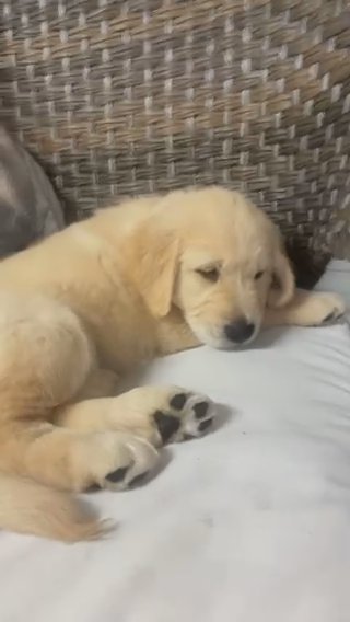 Golden Retrievers in Los Angeles, California