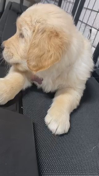 Golden Retrievers in Los Angeles, California