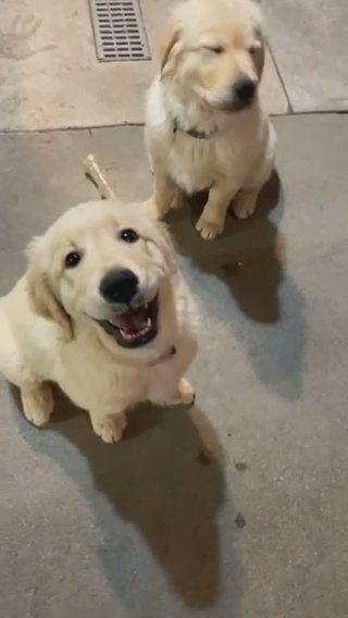 Adorable Goldens in Los Angeles, California