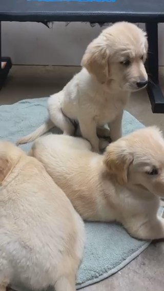 Adorable Goldens in Los Angeles, California