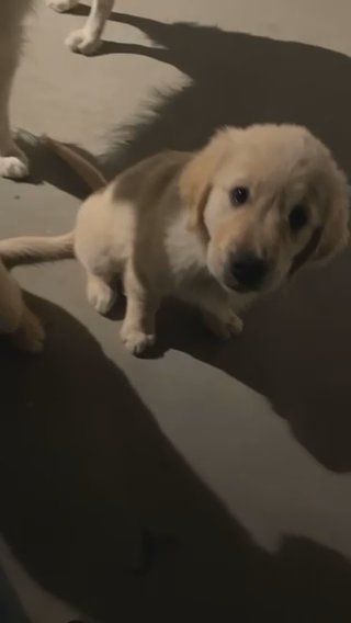 Golden Retrievers in Los Angeles, California