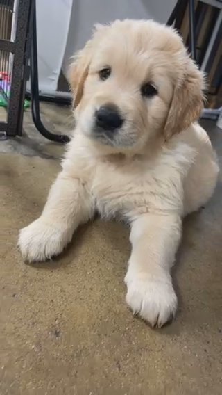 Golden Retrievers in Los Angeles, California