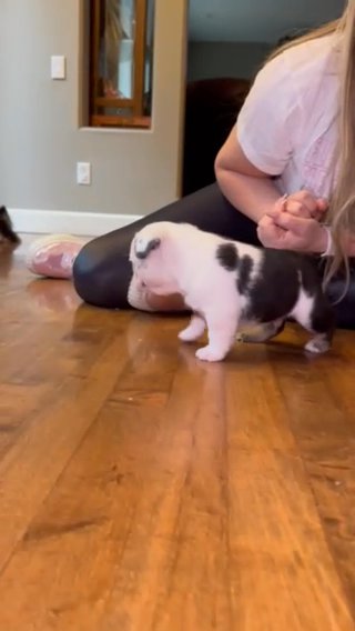 Koi frenchies, Male And Female in Portland, Oregon