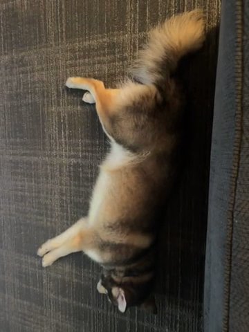 Alaskin klee kai in Lakeland, Florida