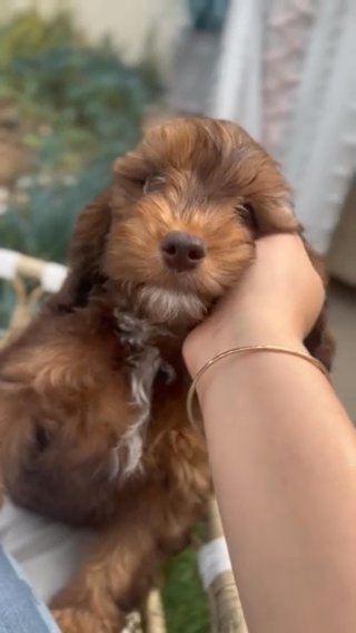 GoldenDoodle Yellow Collar Male in San Diego, California
