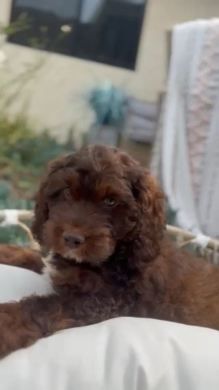 GoldenDoodle Green Collar Male in San Diego, California