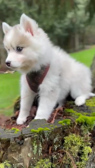Grey Standard Sized pomsky in Portland, Oregon
