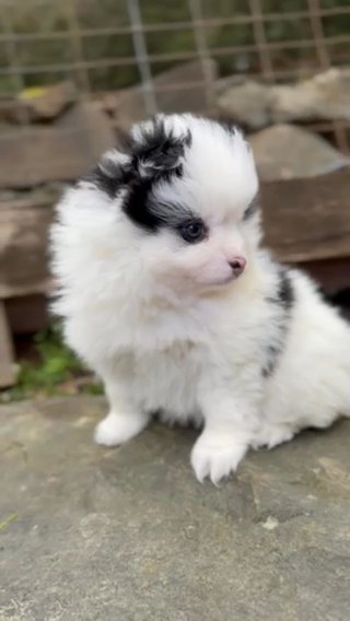 Black And White Wooly Female in Portland, Oregon