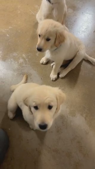 Adorable Golden’s ! in Los Angeles, California