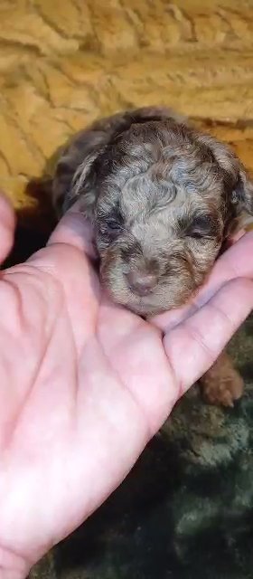 *SOLD*Male Toy Poodle in Sikeston, Missouri