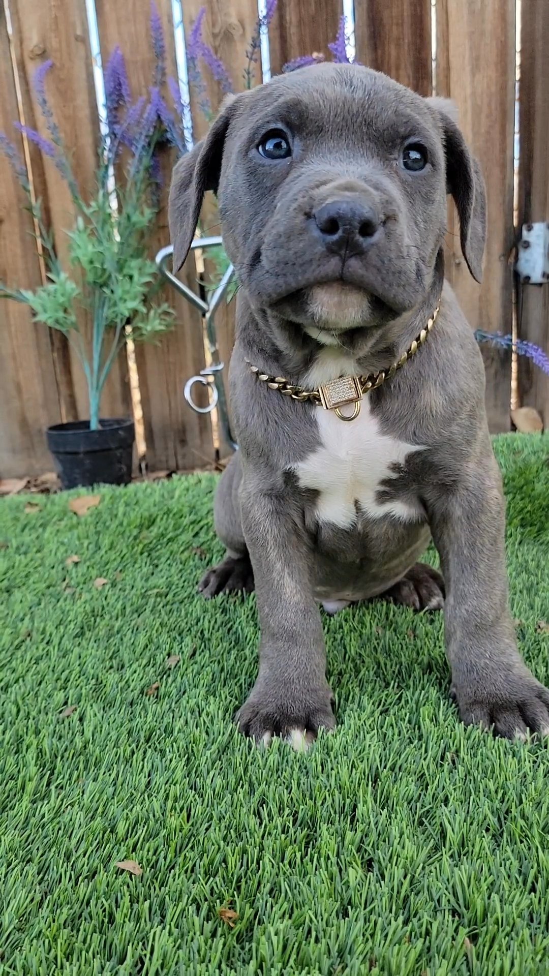 American bully in Victorville, California