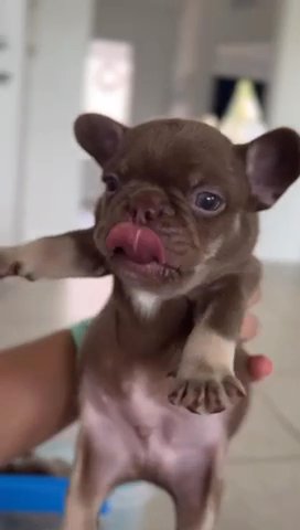 Infinity French Bulldogs in Port St. Lucie, Florida