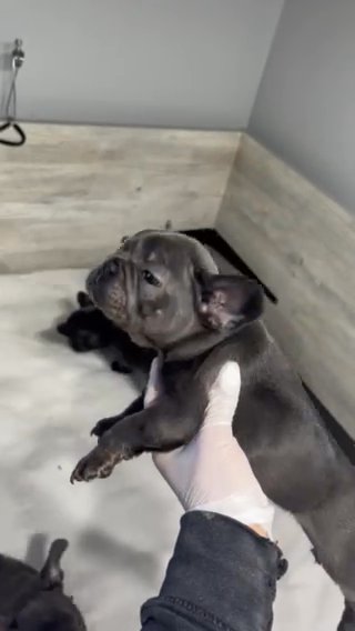 FRENCH BULLDOG (TANK) in Chicago, Illinois