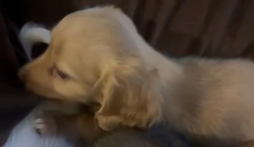 Sadie’s Litter in Des Moines, Iowa