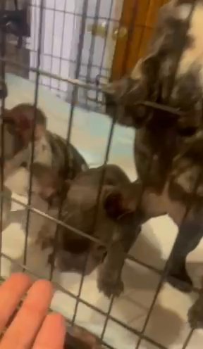 French Bulldogs Pups (15 Weeks) (AKC) in Chicago, Illinois