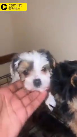 Yorkieshire Terrier in Boston, Massachusetts
