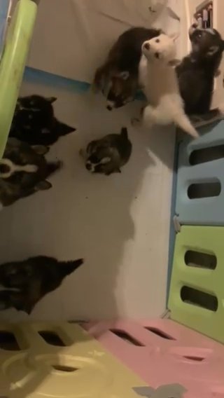 Siberian Huskies in Oklahoma City, Oklahoma