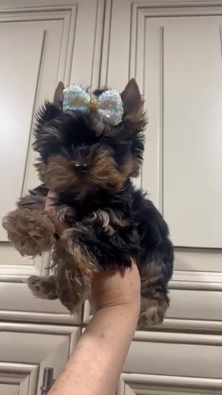 Black And Tan Traditional Boy Yorkie Terrier in Riverside, California