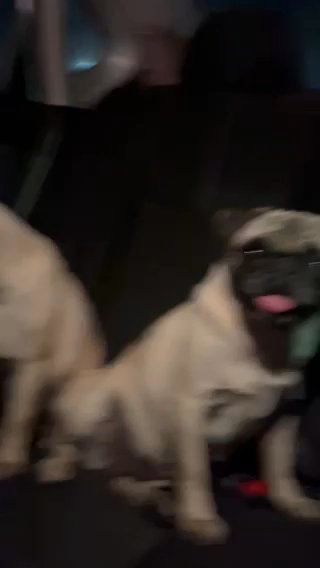 Rehoming Female Pug in Riverside, California
