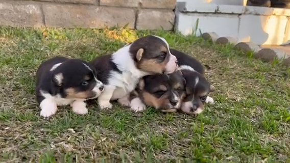 Puppies in Colton, California