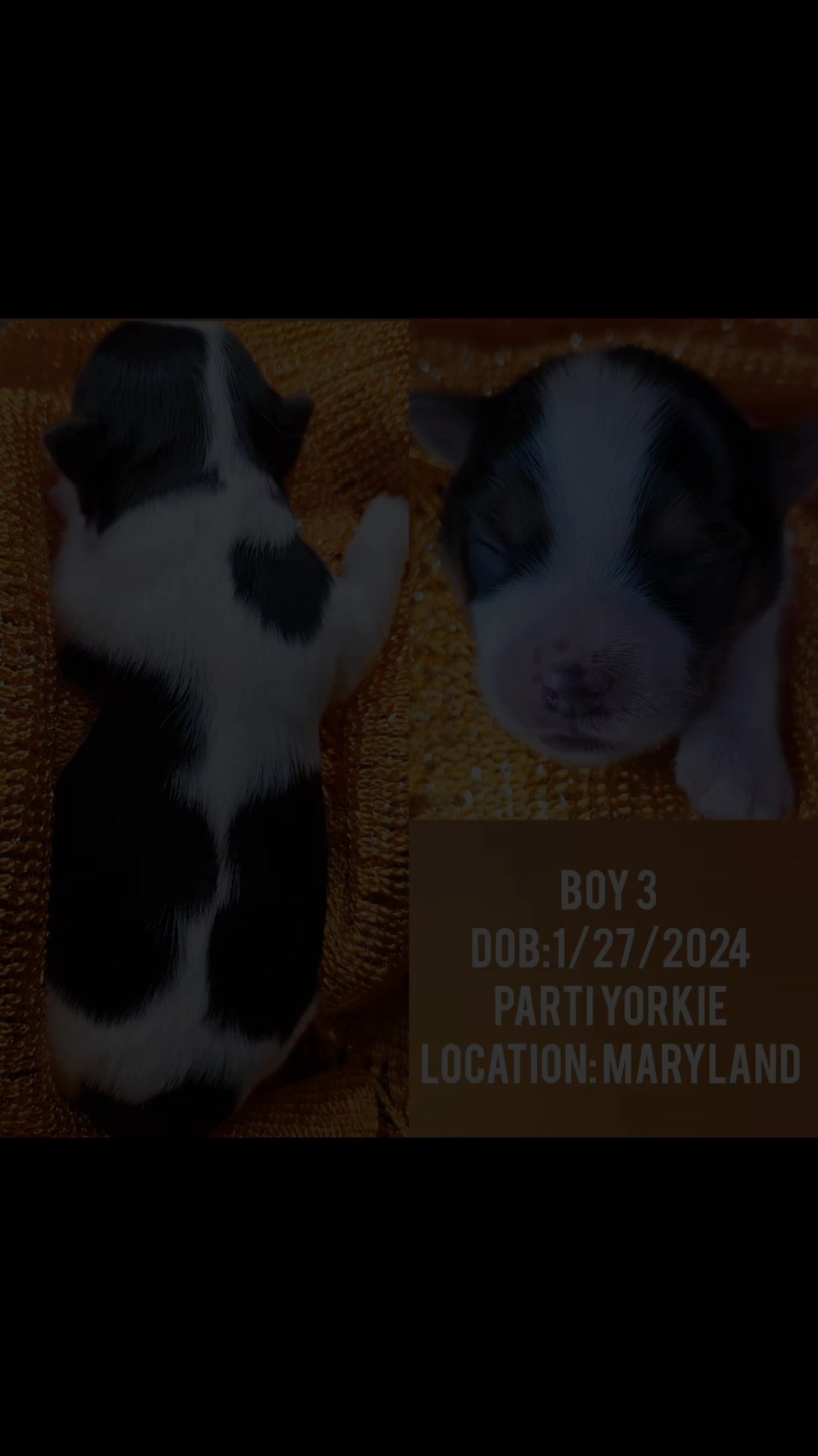 Male parti Yorkie in Washington, District of Columbia