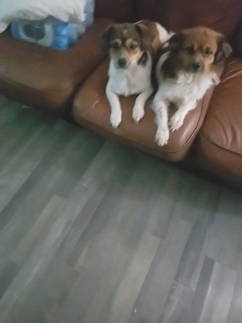 gator and boomer in North Richland Hills, Texas