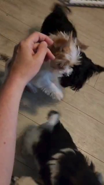 Sable merle Yorkie girl in Gastonia, North Carolina