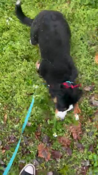 Purebred Bernese Mountain Dog in Tampa, Florida