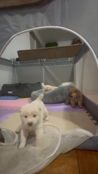 Shiba Inu Puppy’s in West New York, New Jersey