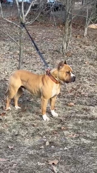 UKC Reg. 16 Mo Old Am. Pit Bull Terrier Show Quality Male. in Portage, Michigan